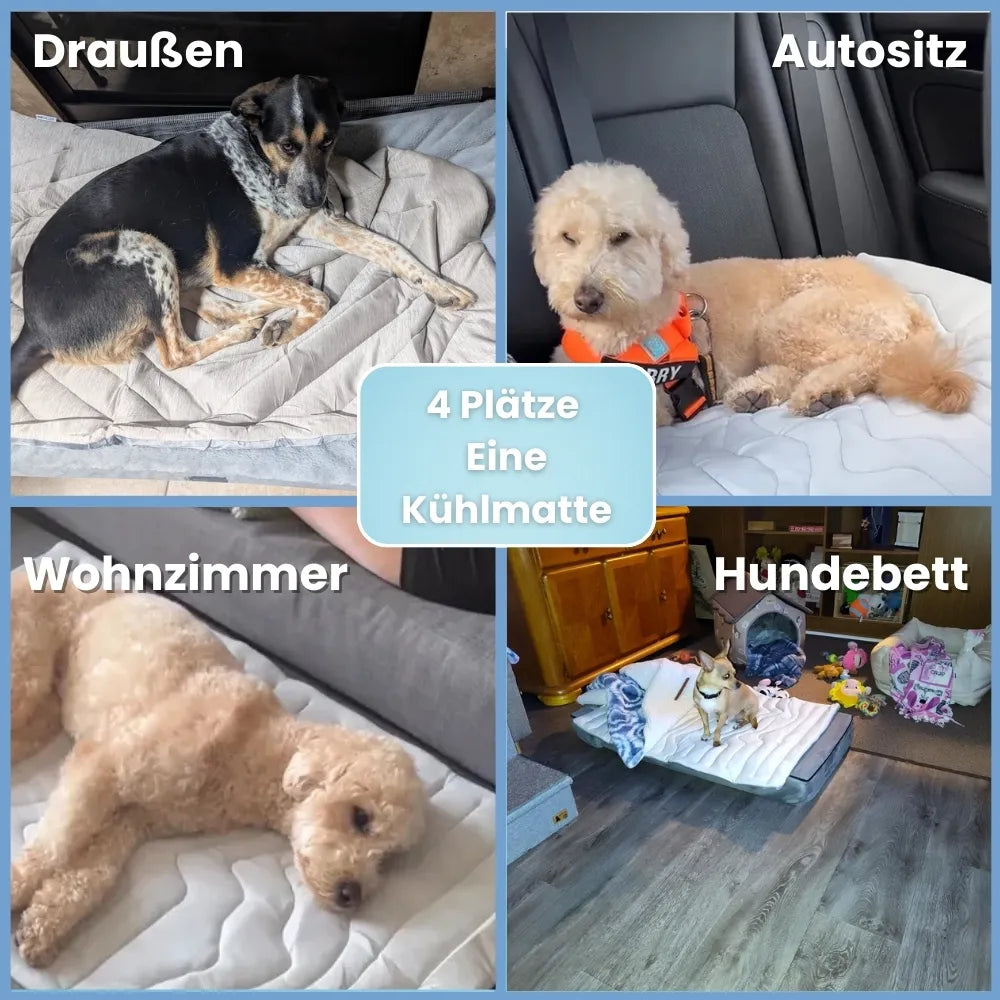 Die innovative Kühlmatte für Hunde